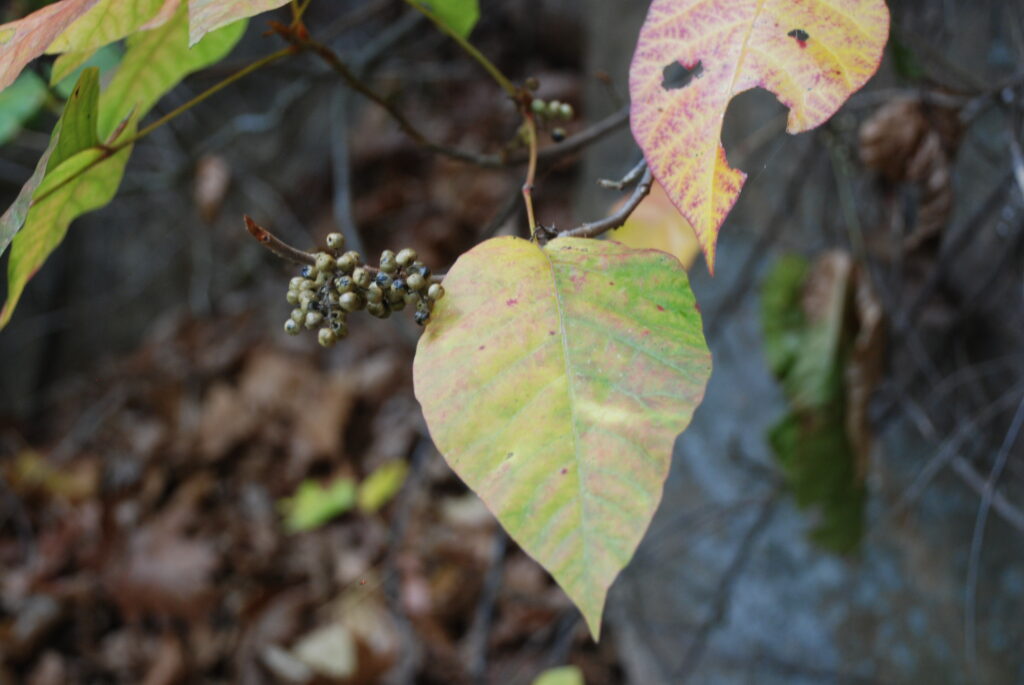 Can Poison ivy spread on sheets? Important Precautions